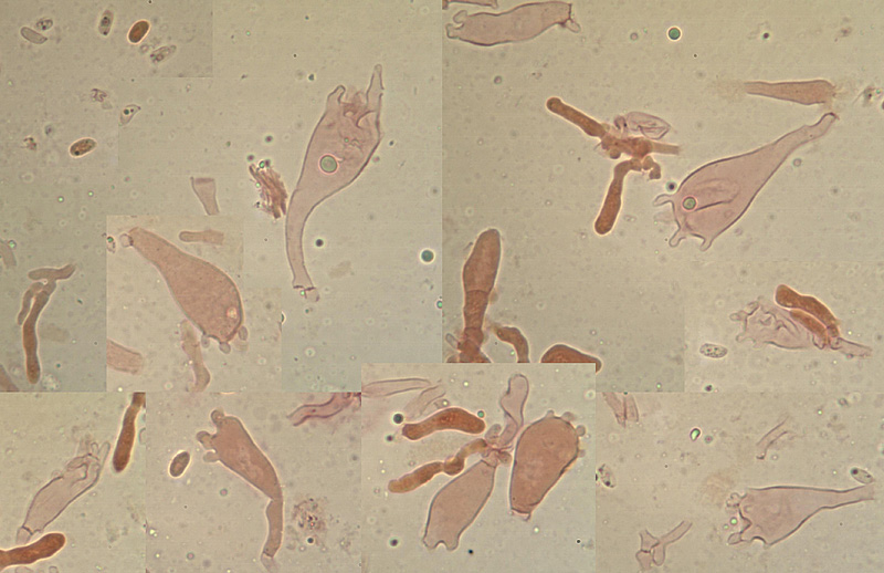 Mycena tintinnabulum micro